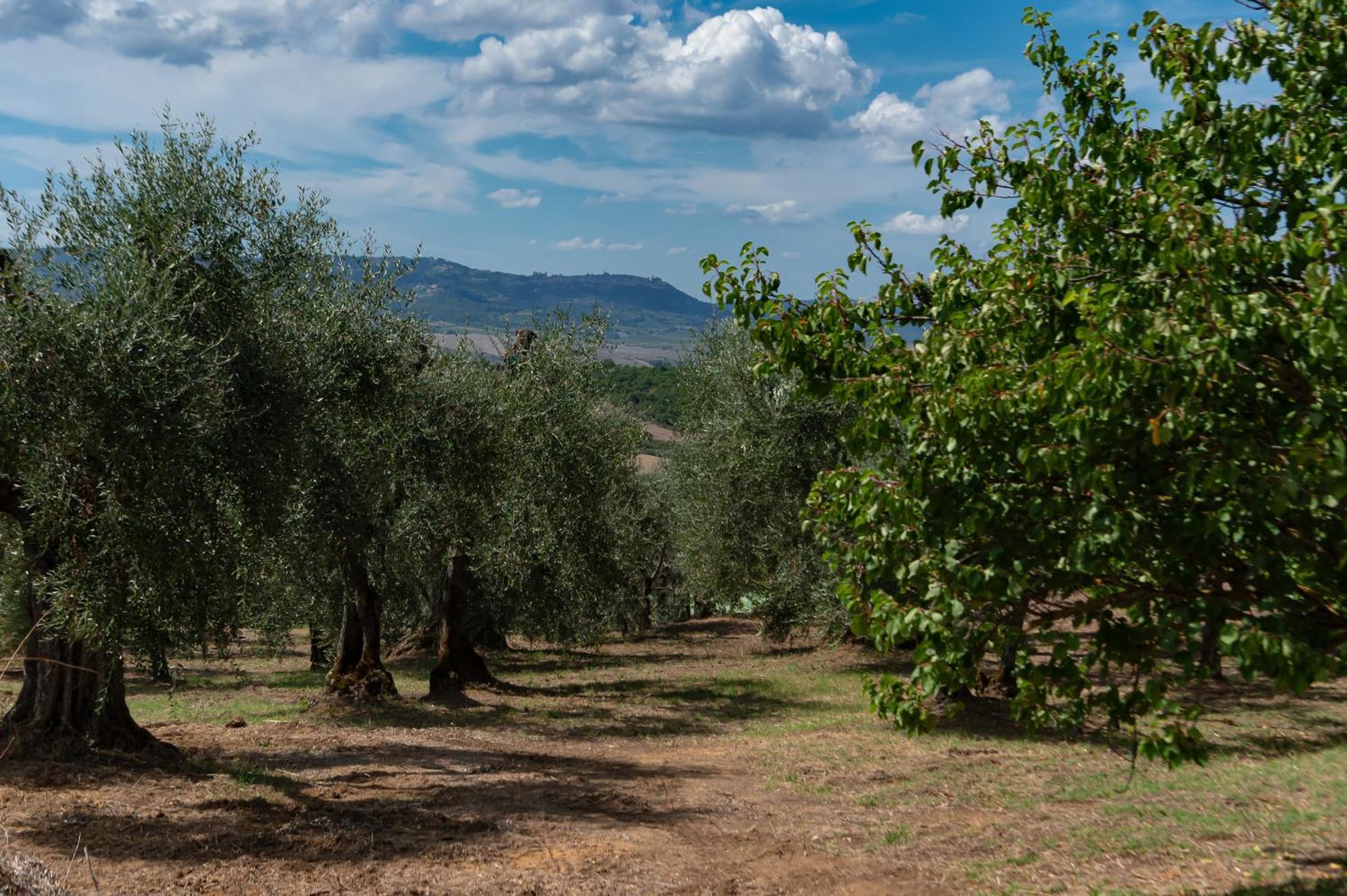 Il Miraggio in Val d'Orcia Relais&Spa San Quirico dʼOrcia Esterno foto